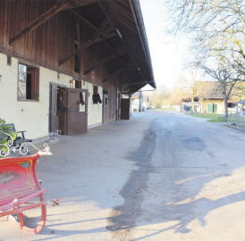Fohlenweide im vollen Besitz