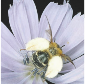 Hilfe für die Wildbienen