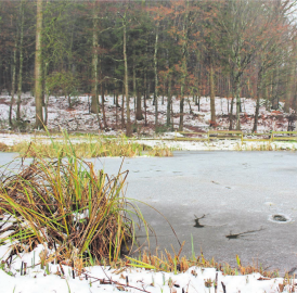 Goldfische zerstören Birchweiher