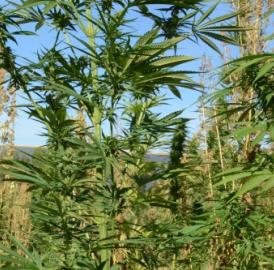 Hanfanbau komplett legalisieren?