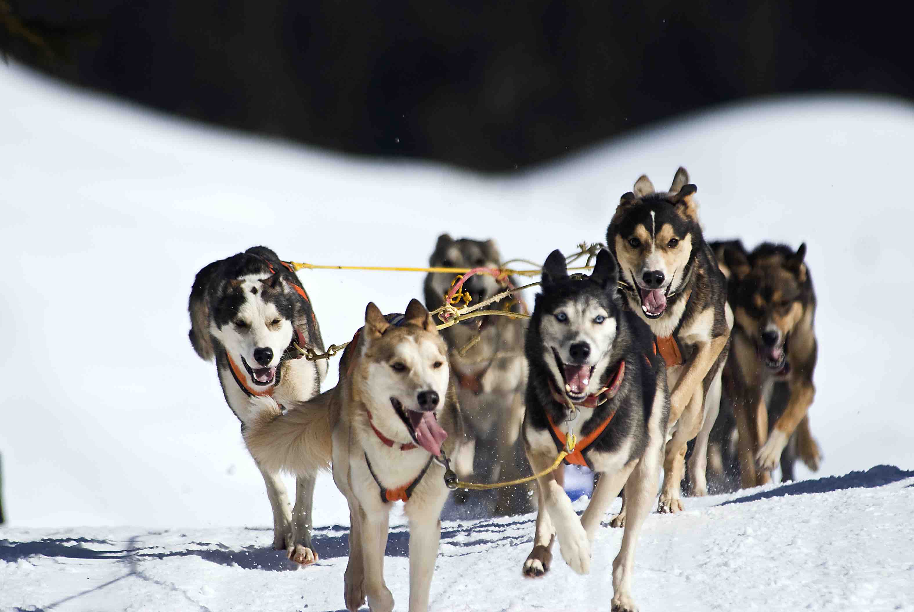 140 Gespanne rasen um die Wette