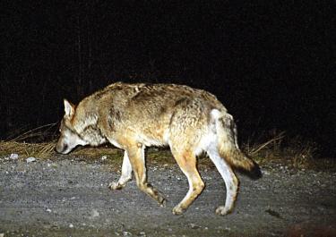 Der Wolf soll in der Schweiz gejagt werden