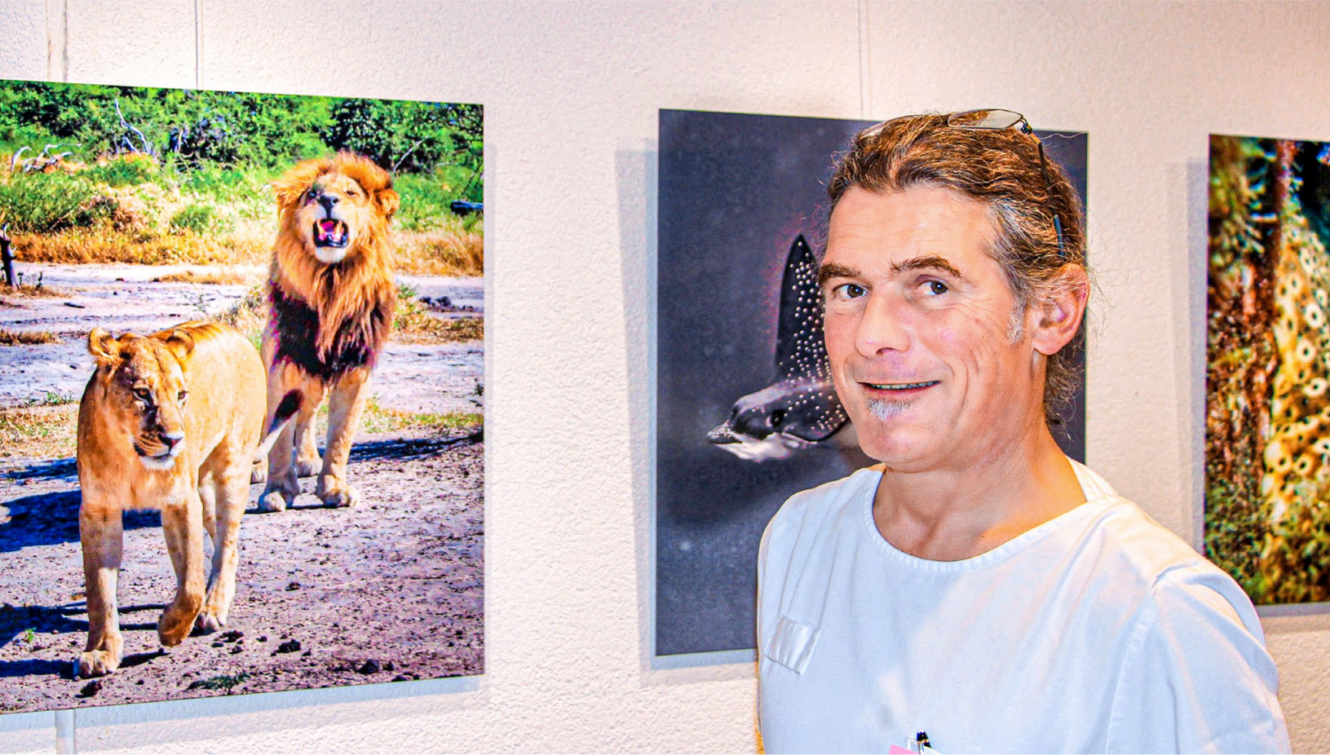 Tiere zu Land und unter Wasser
