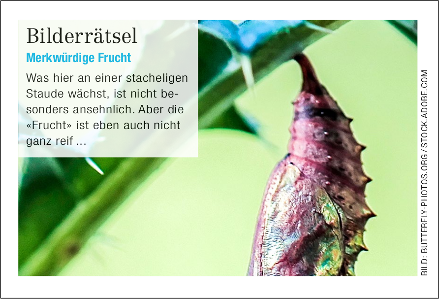 Bilderrätsel