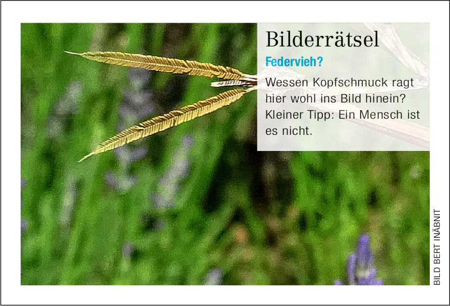 Bilderrätsel - Das Bild wird blockiert. – Möglicherweise durch einen aktiven Adblocker.