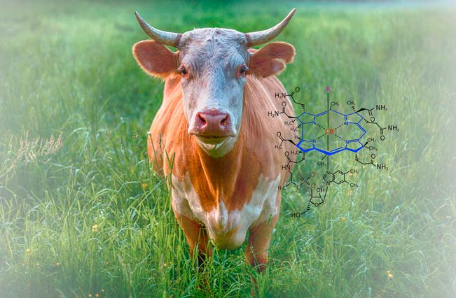 Der Exot unter den Vitaminen
