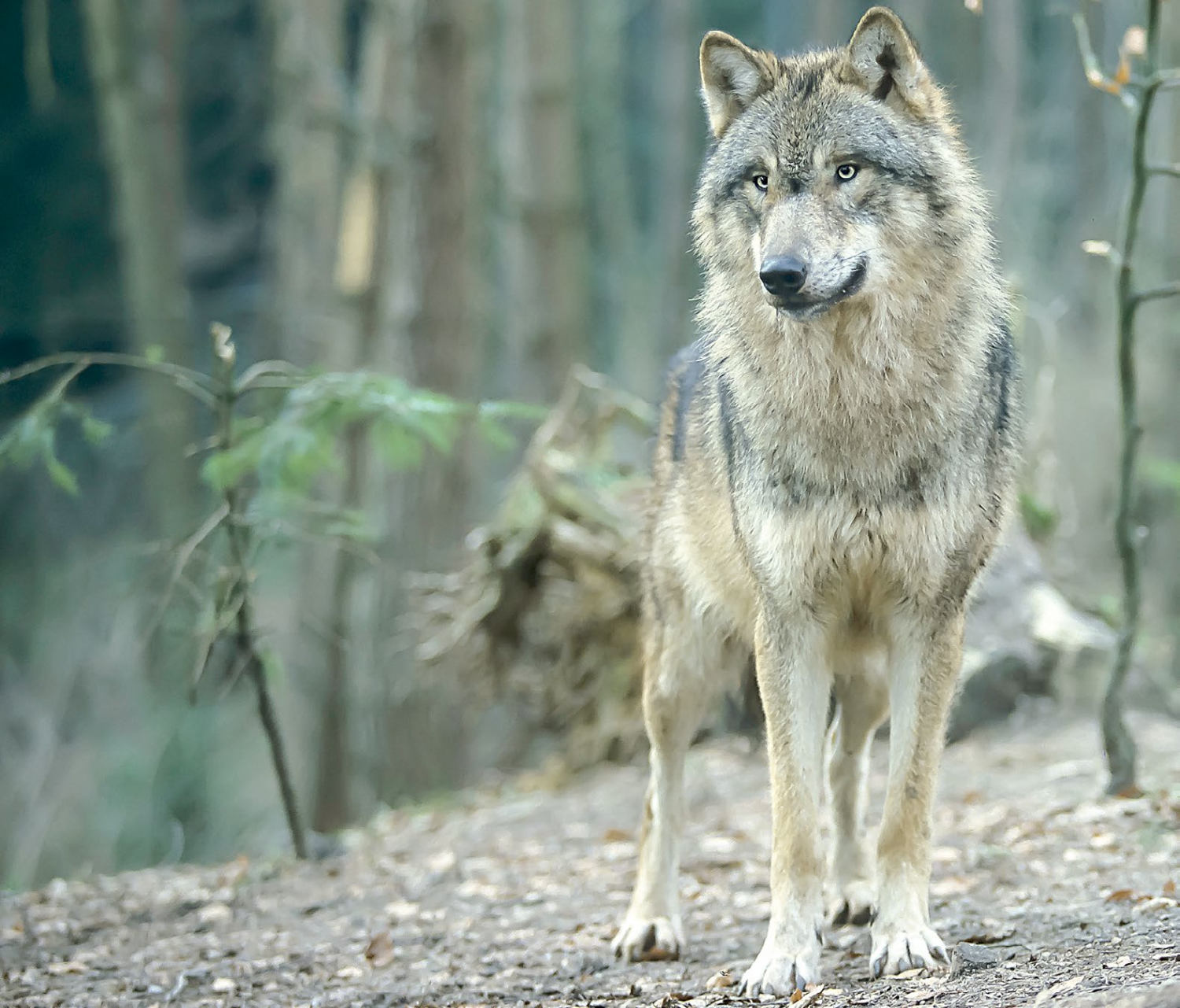 Streit um den Wolf