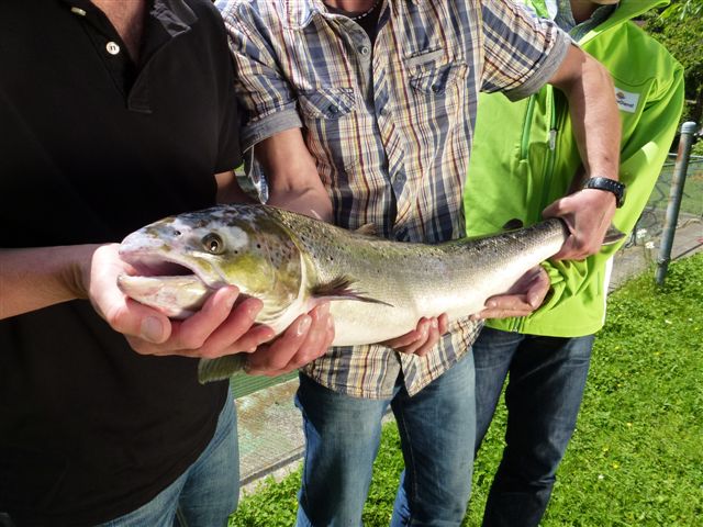 Ein Lachs mit vielen Fragezeichen