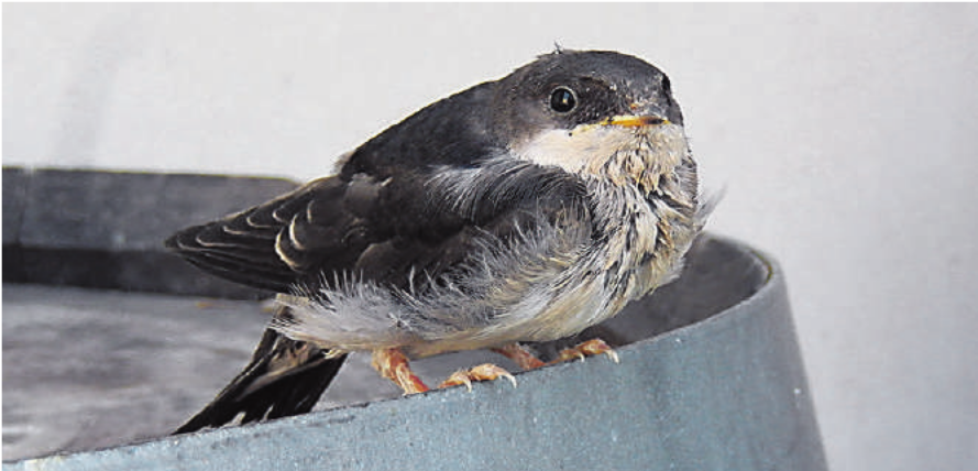 Naturspektakel Vogelzug erleben und schützen