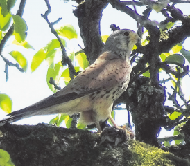 Falke mit Beute für den Nachwuchs im nahe gelegenen Nest.