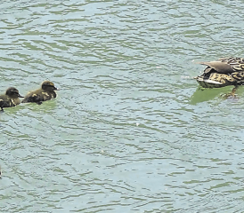 Schwimmunterricht für Entennachwuchs im Rhein.