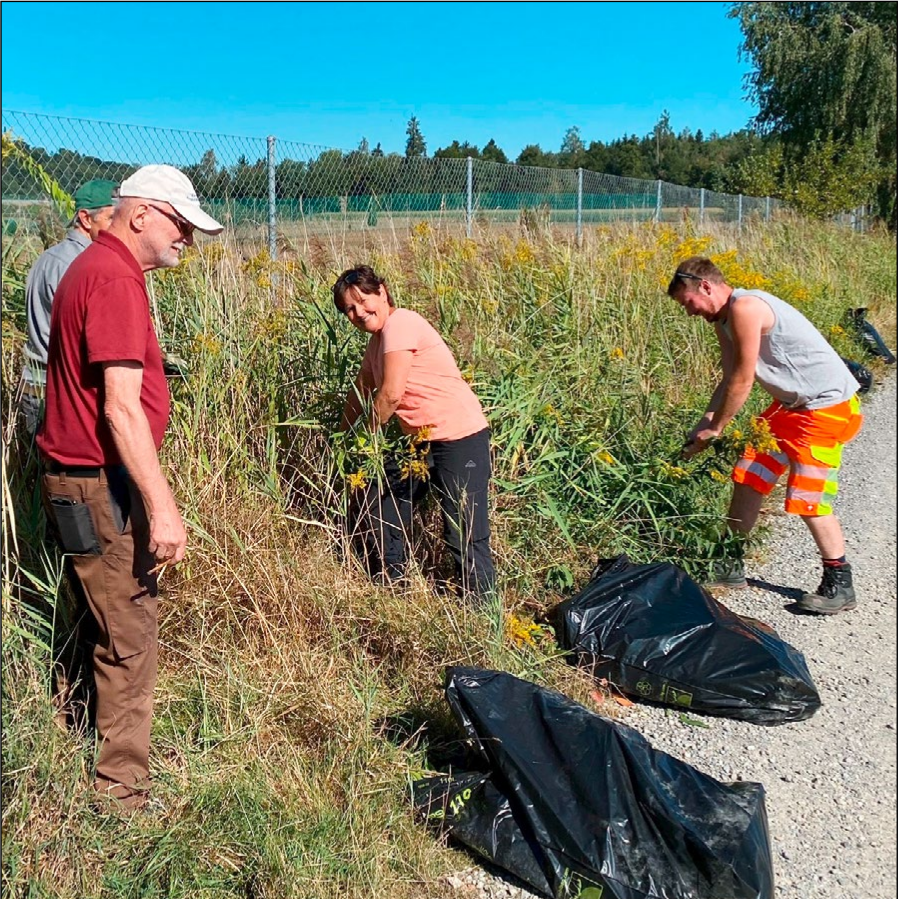 Mägenwil: Neophyten bekämpft