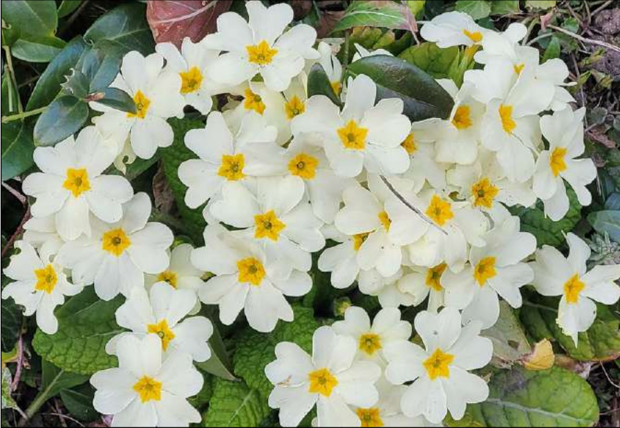 Frühling – Zeit des Neubeginns