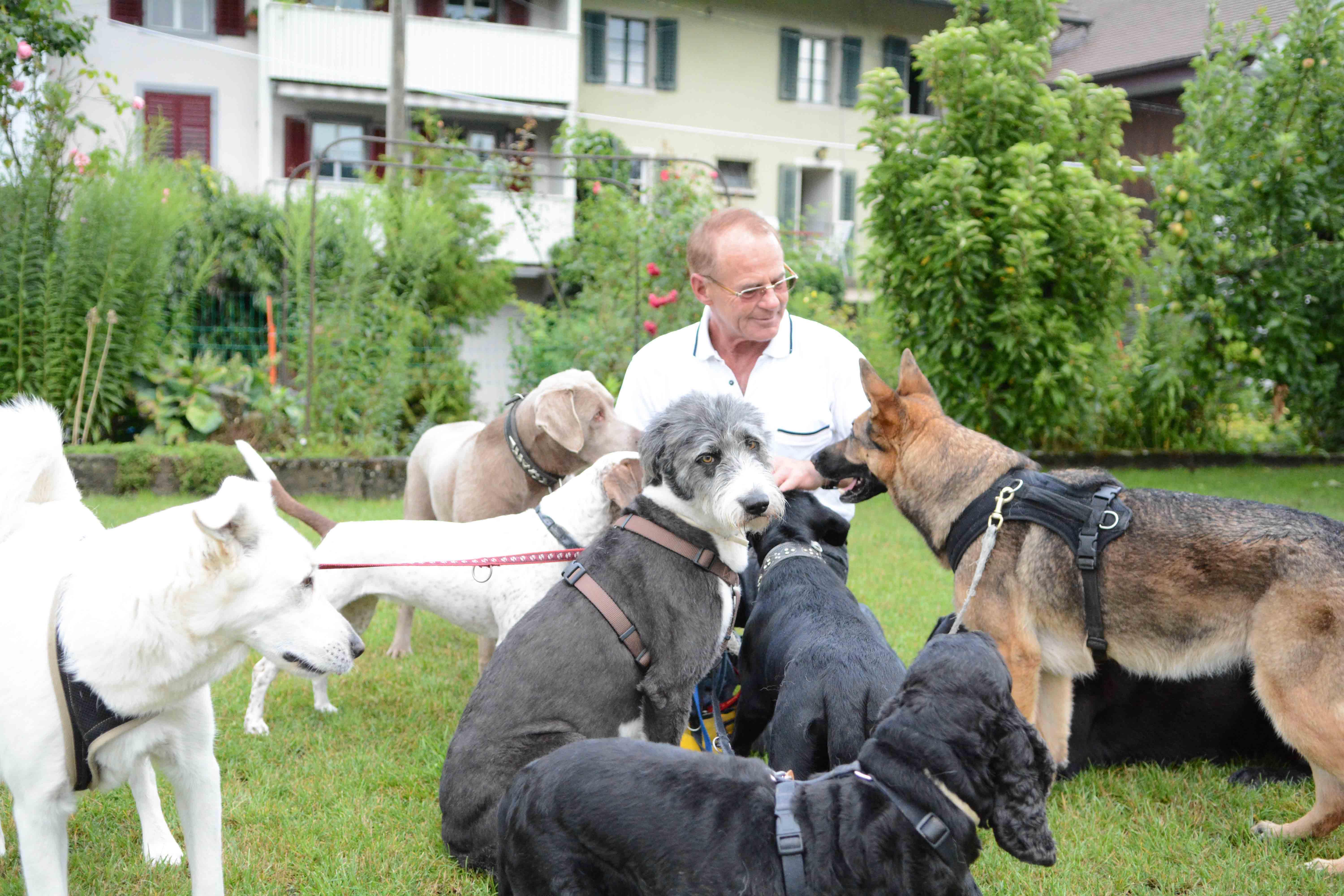 Mellingen: Wo die Hunde in die Ferien gehen