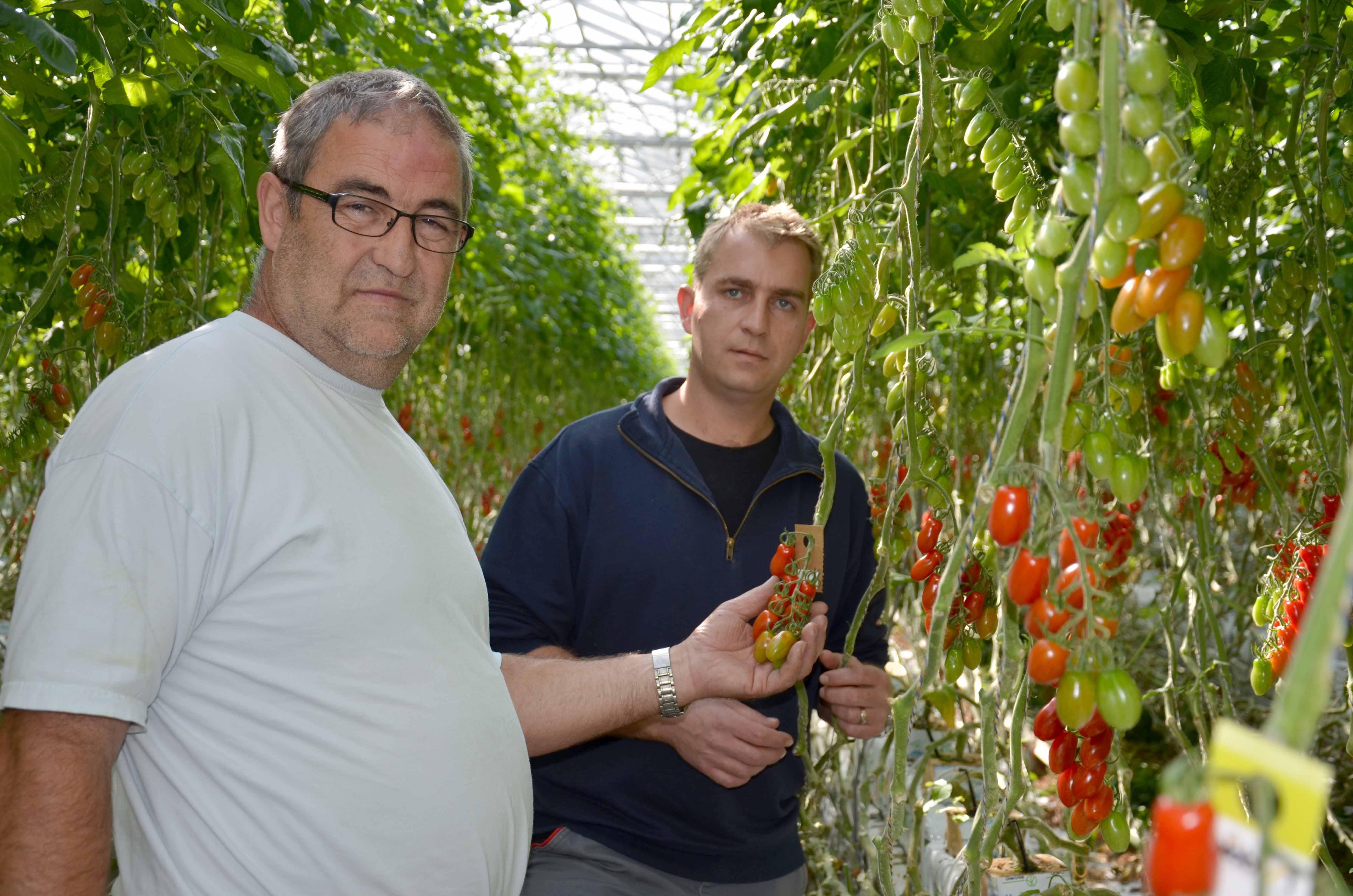 Tomatenproduktion in den Gewächshäusern  - Das Bild wird blockiert. – Möglicherweise durch einen aktiven Adblocker.