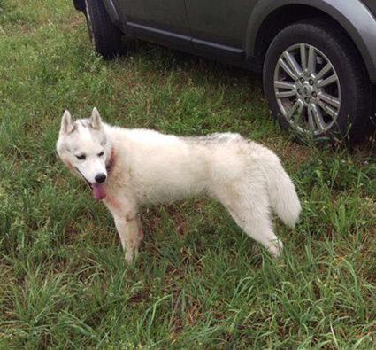 Dieser Hund reisst in Stetten eine Rehgeiss