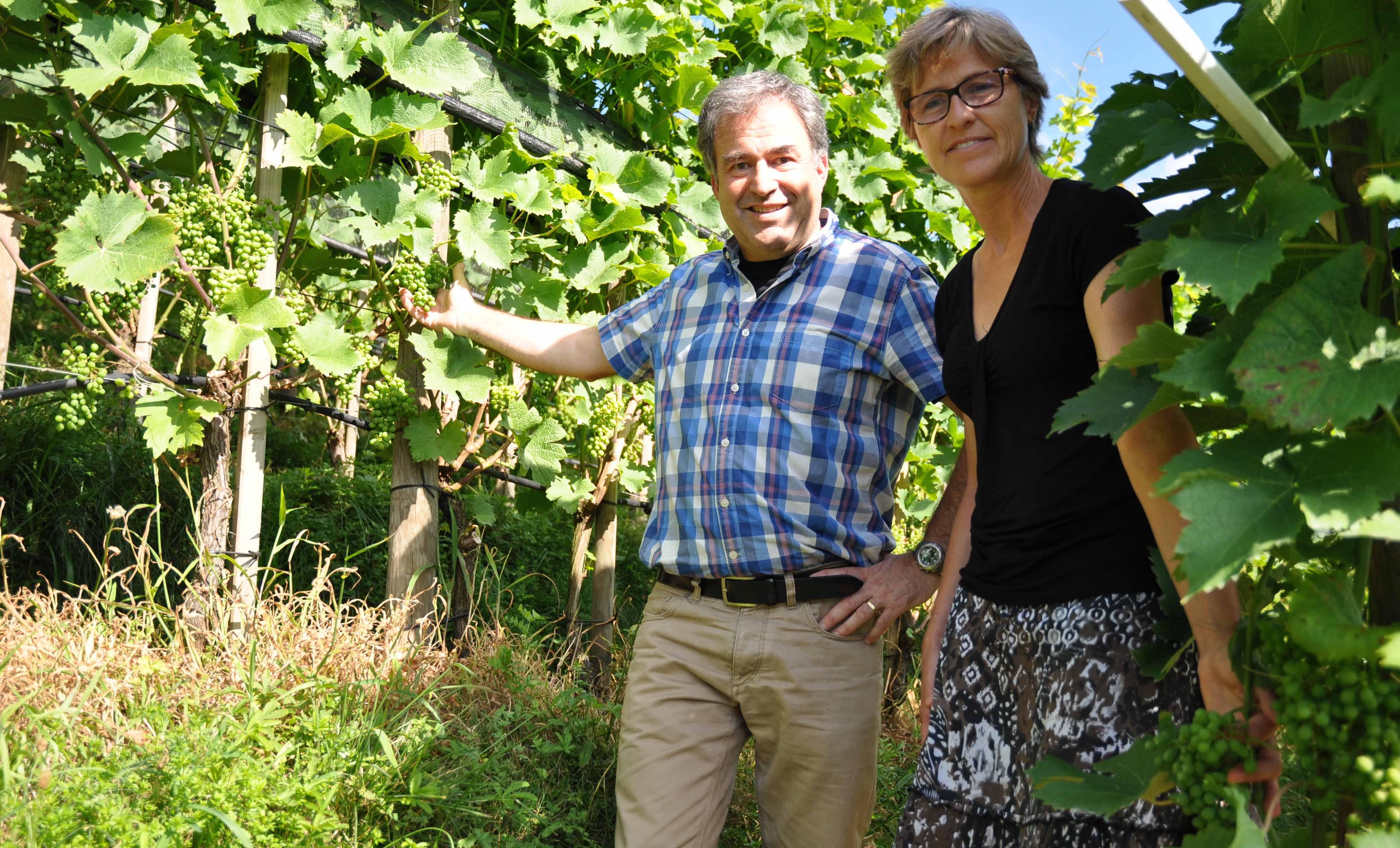 Den eigenen Wein produzieren