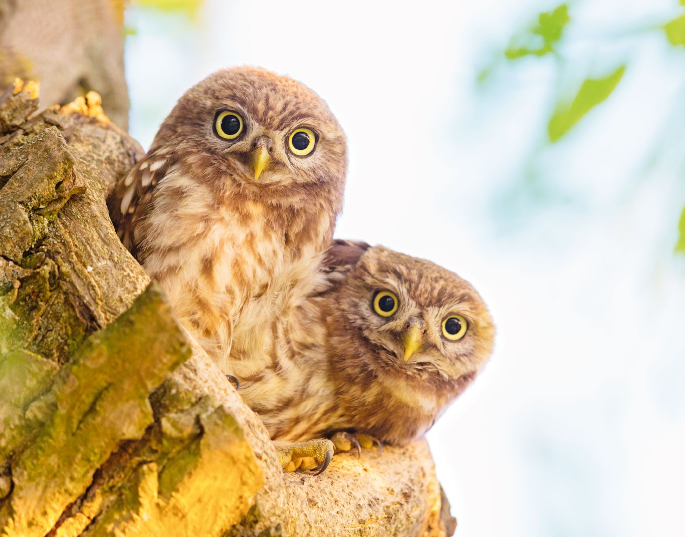 Die kleinste Eulenart ist Vogel des Jahres 2021