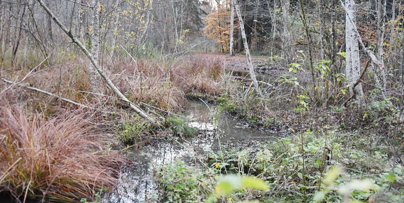 Das Torfmoos – ein Moor, schöner als ein Park
