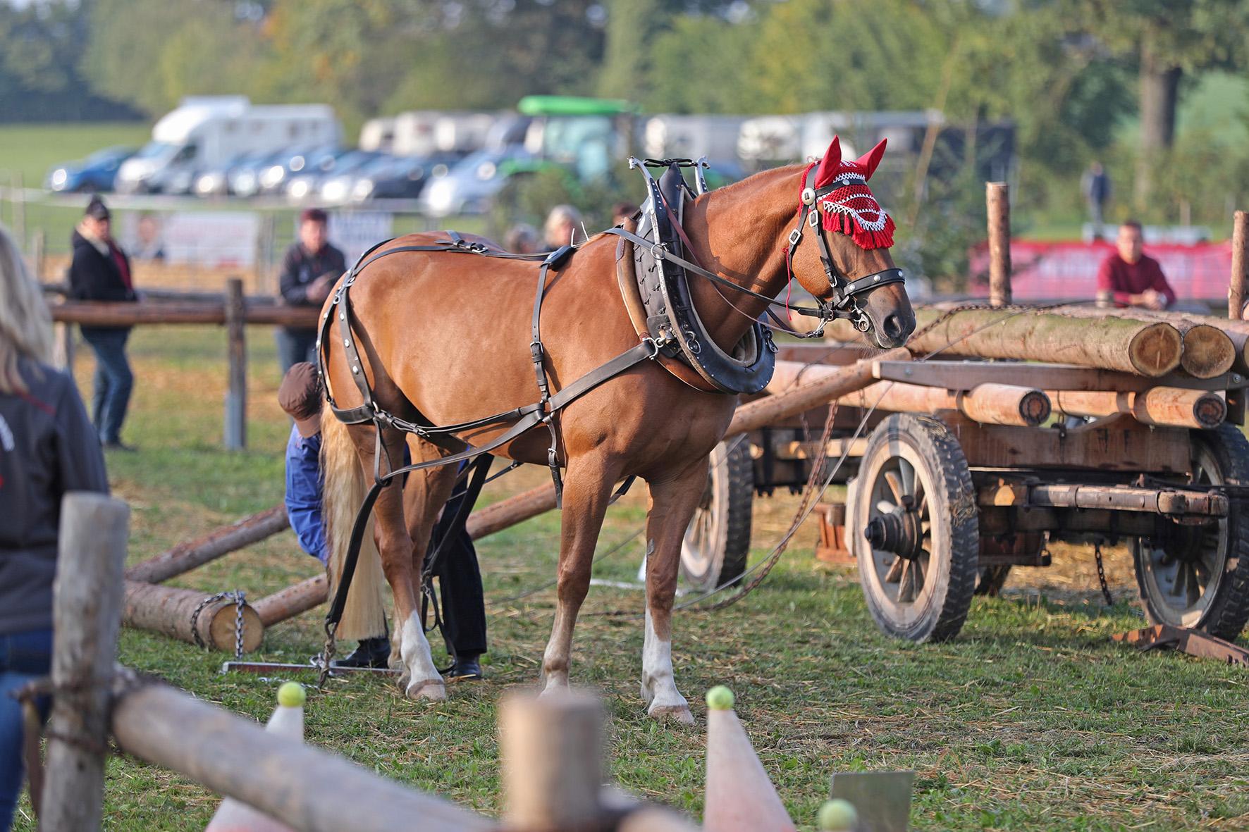 Der etwas andere Pferdesport