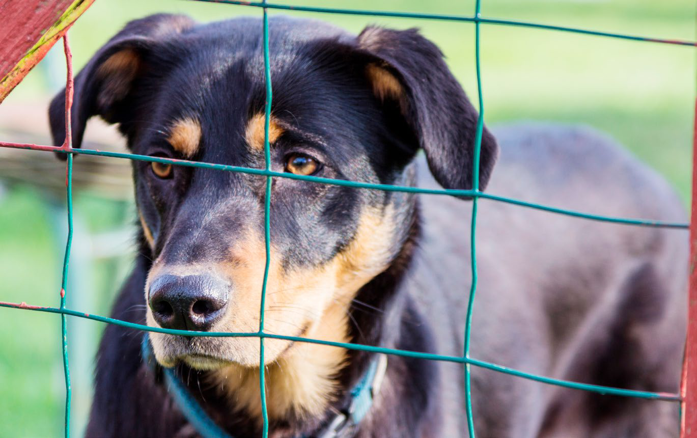 Hund beisst Kaninchen den Schwanz ab