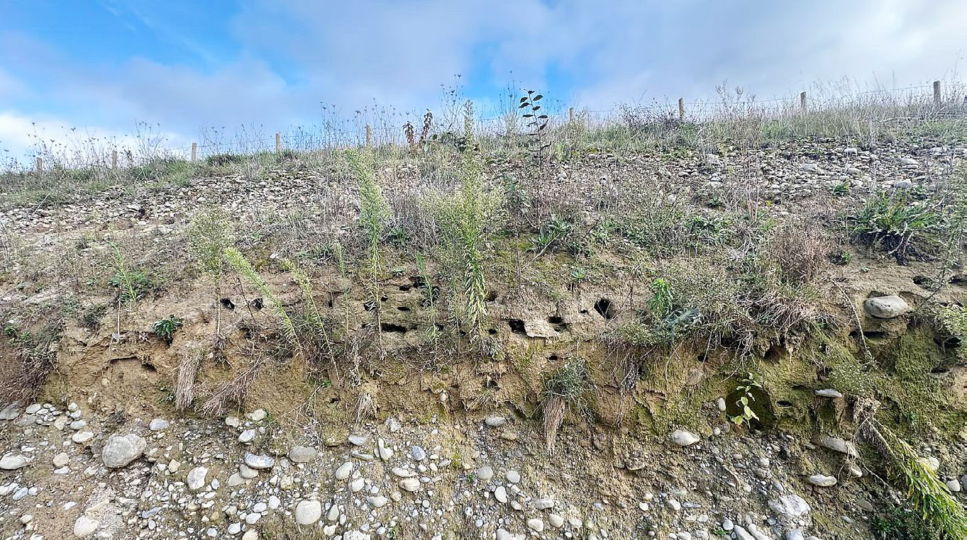 Neuer Wohnraum für Uferschwalben geplant