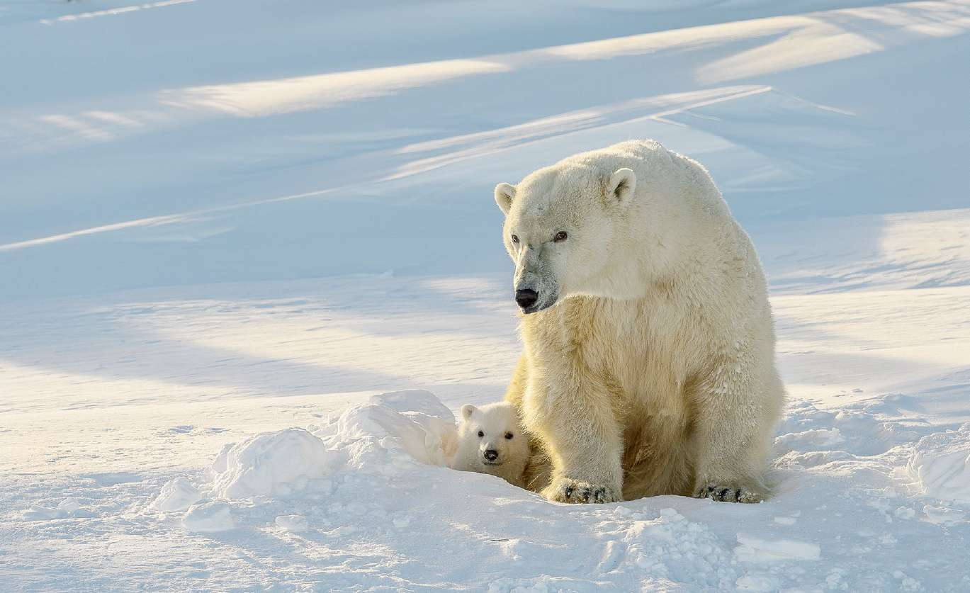 Eisbärenbabys kommen zweimal zur Welt