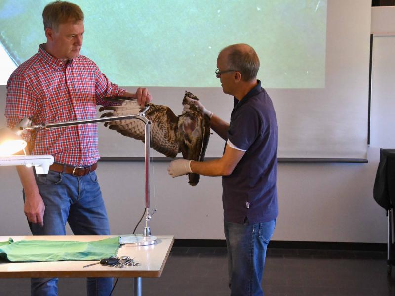 Ein Schnitt bringt Klarheit über den Vogelflug