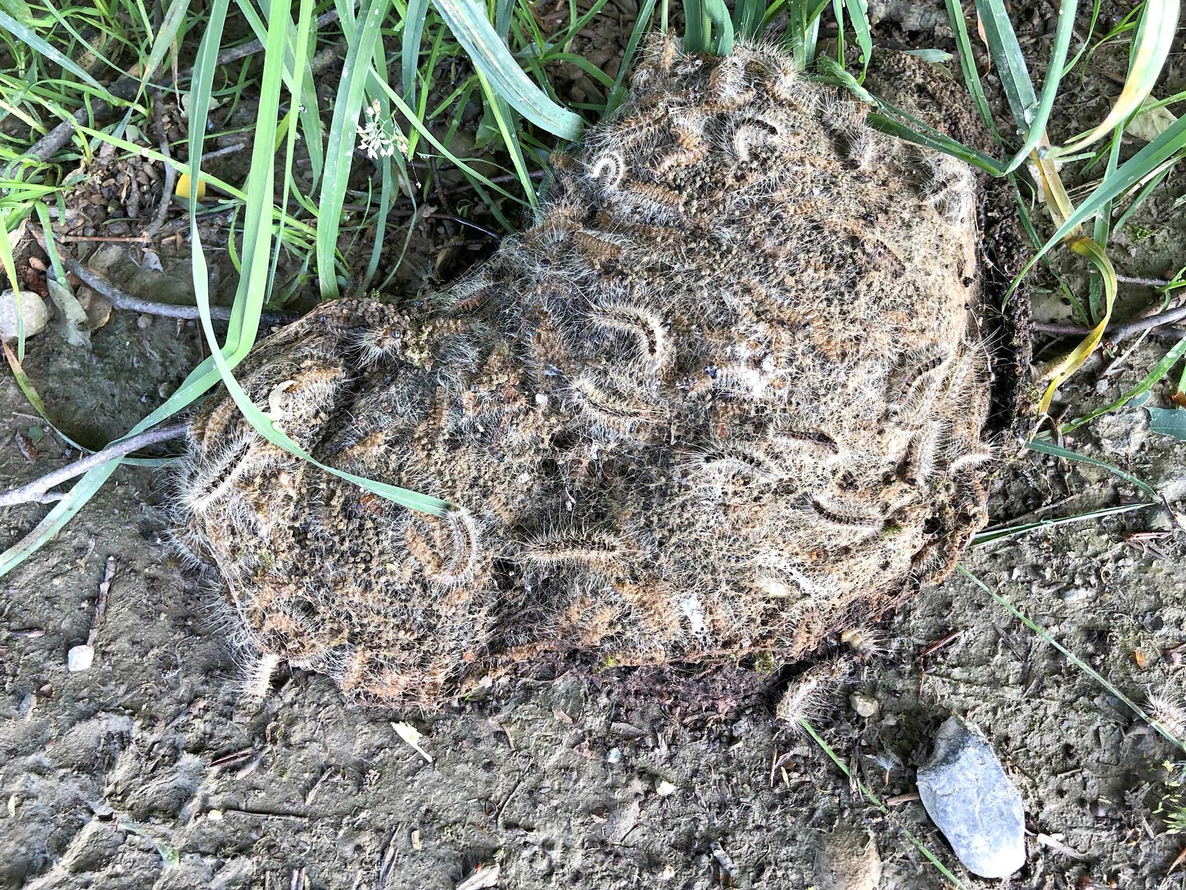 Mägenwil: Diese Raupe kann die Haut verbrennen