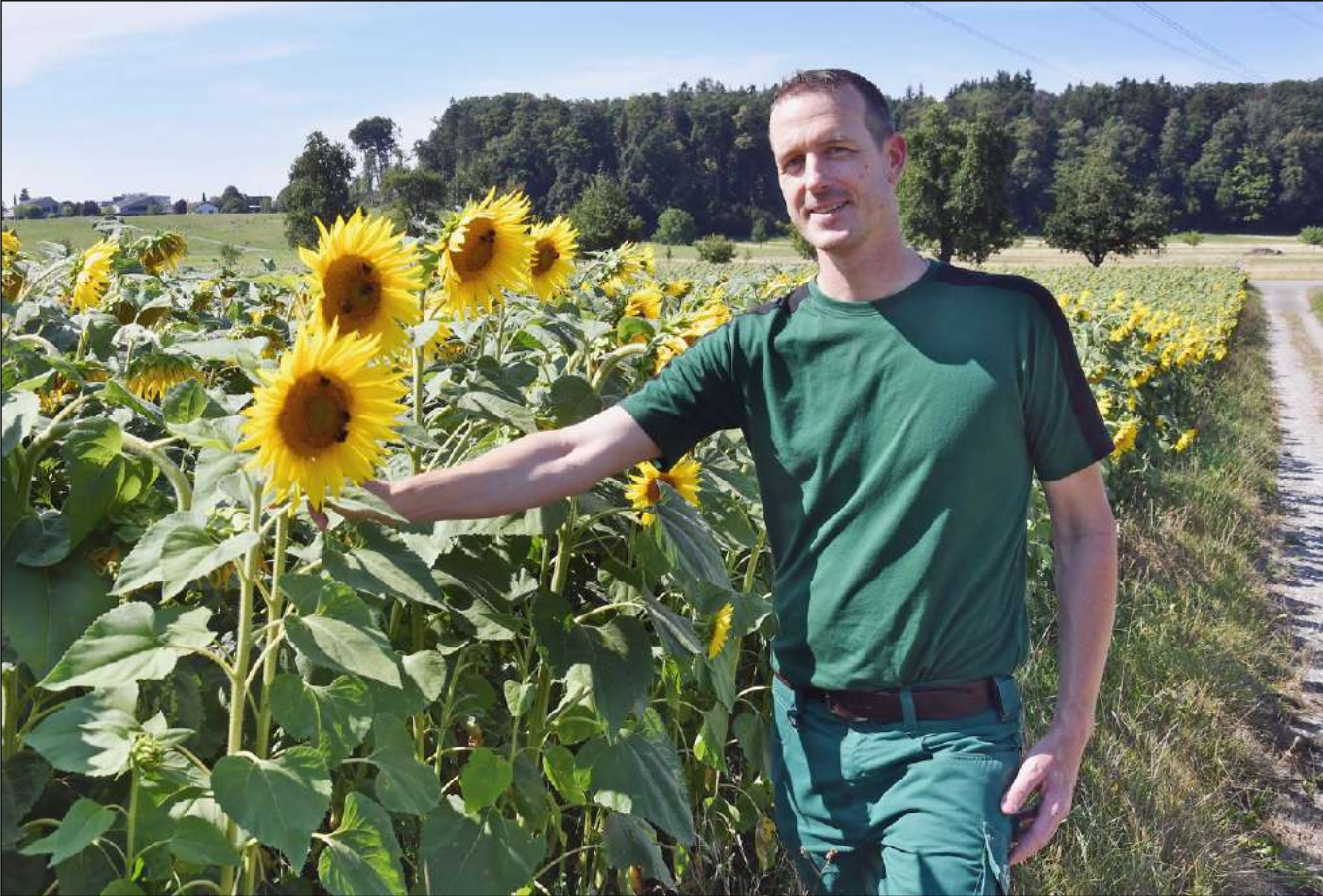 Mehr Sonnenblumen, weil Krieg ist