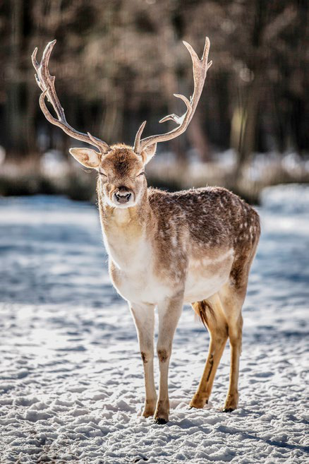 Wildtiere lecken Salzreste