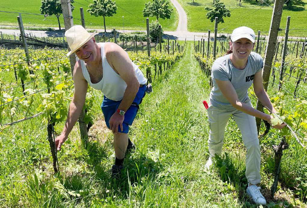 Der Rebbau am Rohrdorferberg