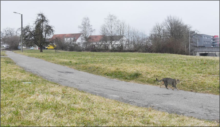 Dicht bauen rund um den Baumgarten