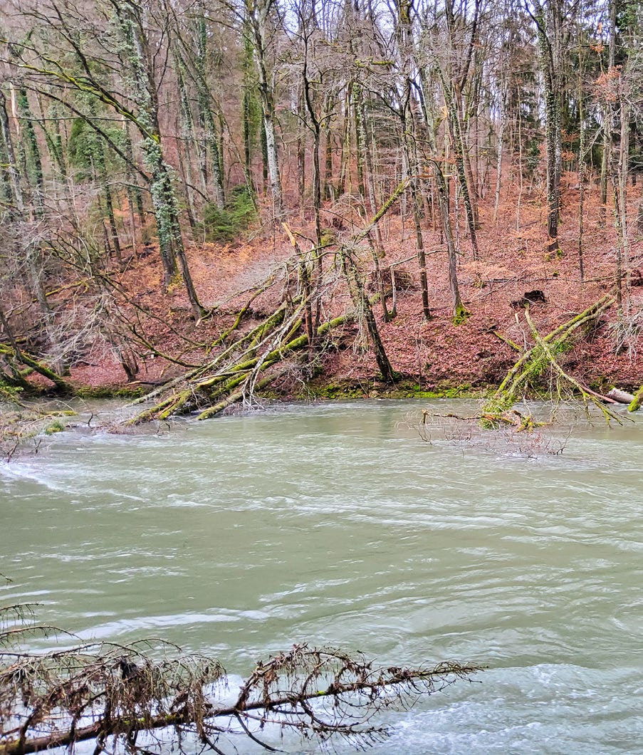 Gefahr von Baumstämmen im Wasser