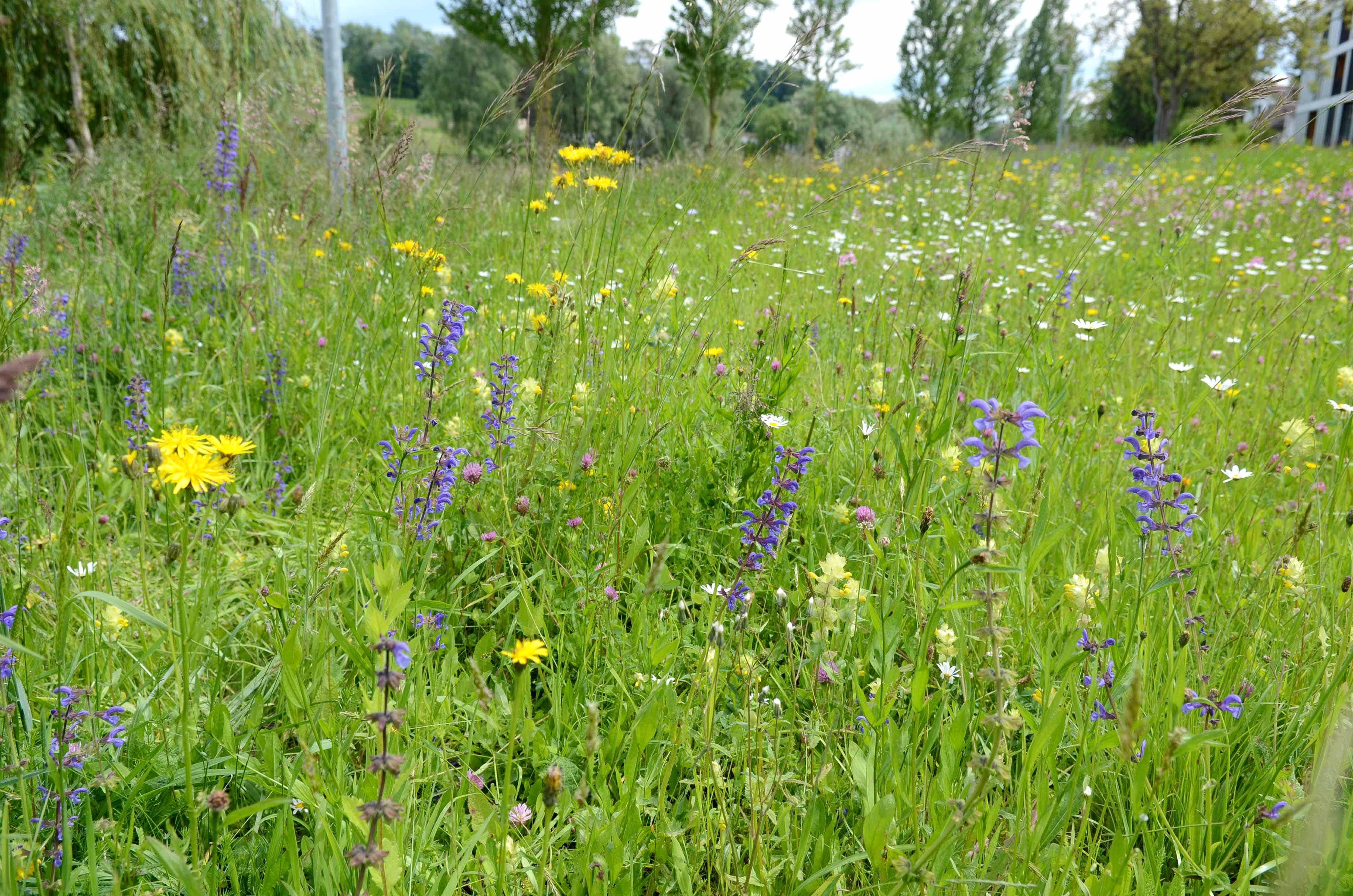 Plädoyer für die Blumenwiese