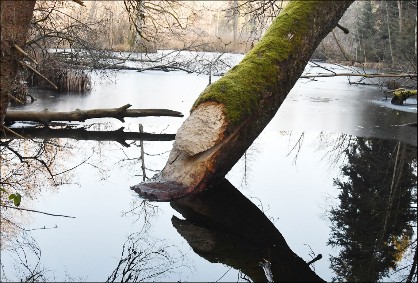 Der Biber macht keinen Winterschlaf