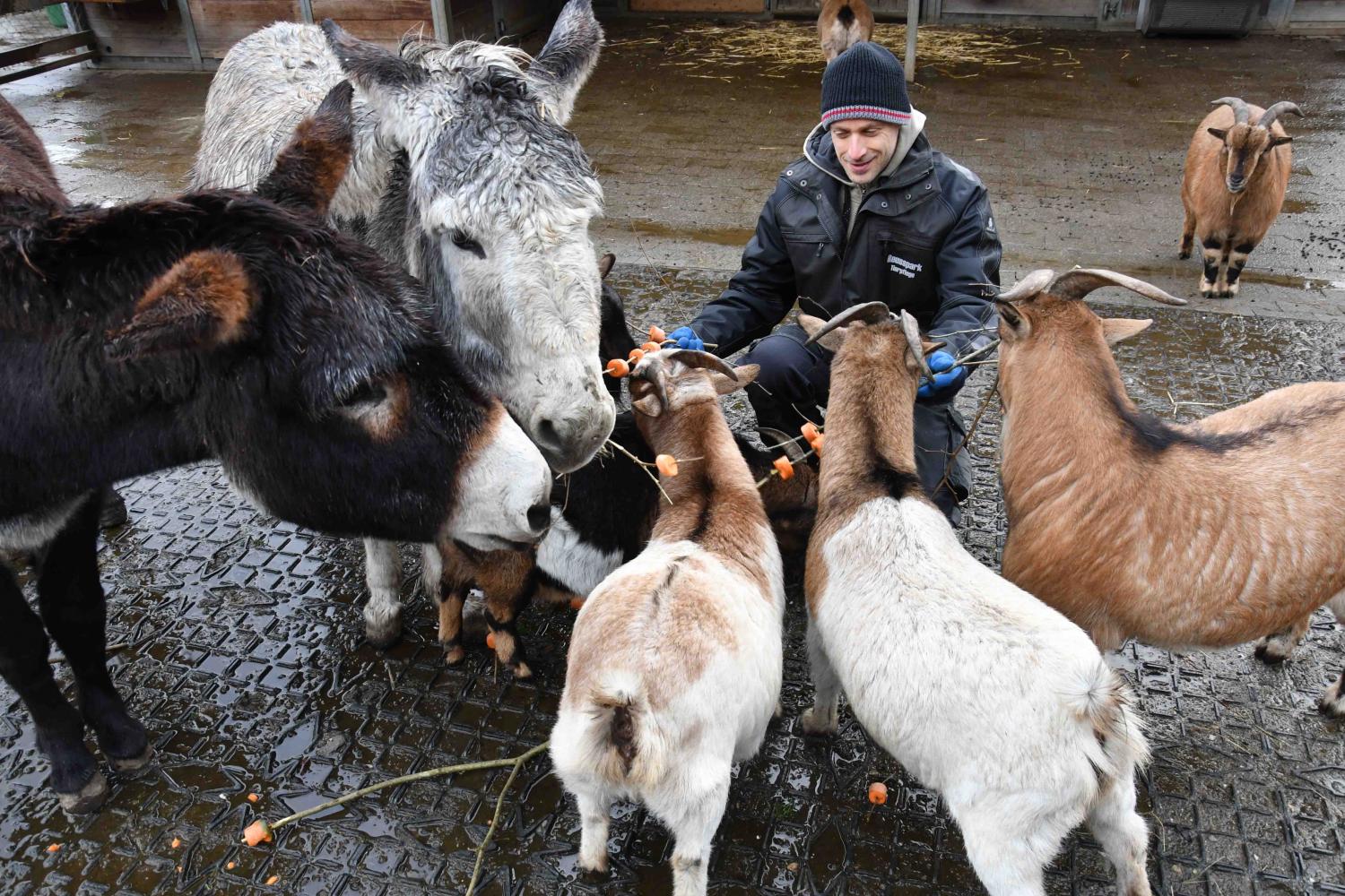 Wenn uns Esel und Schweine Glück bringen 