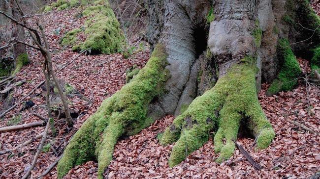 Ausflugstipp: Urwald und Spielplatz laden ein