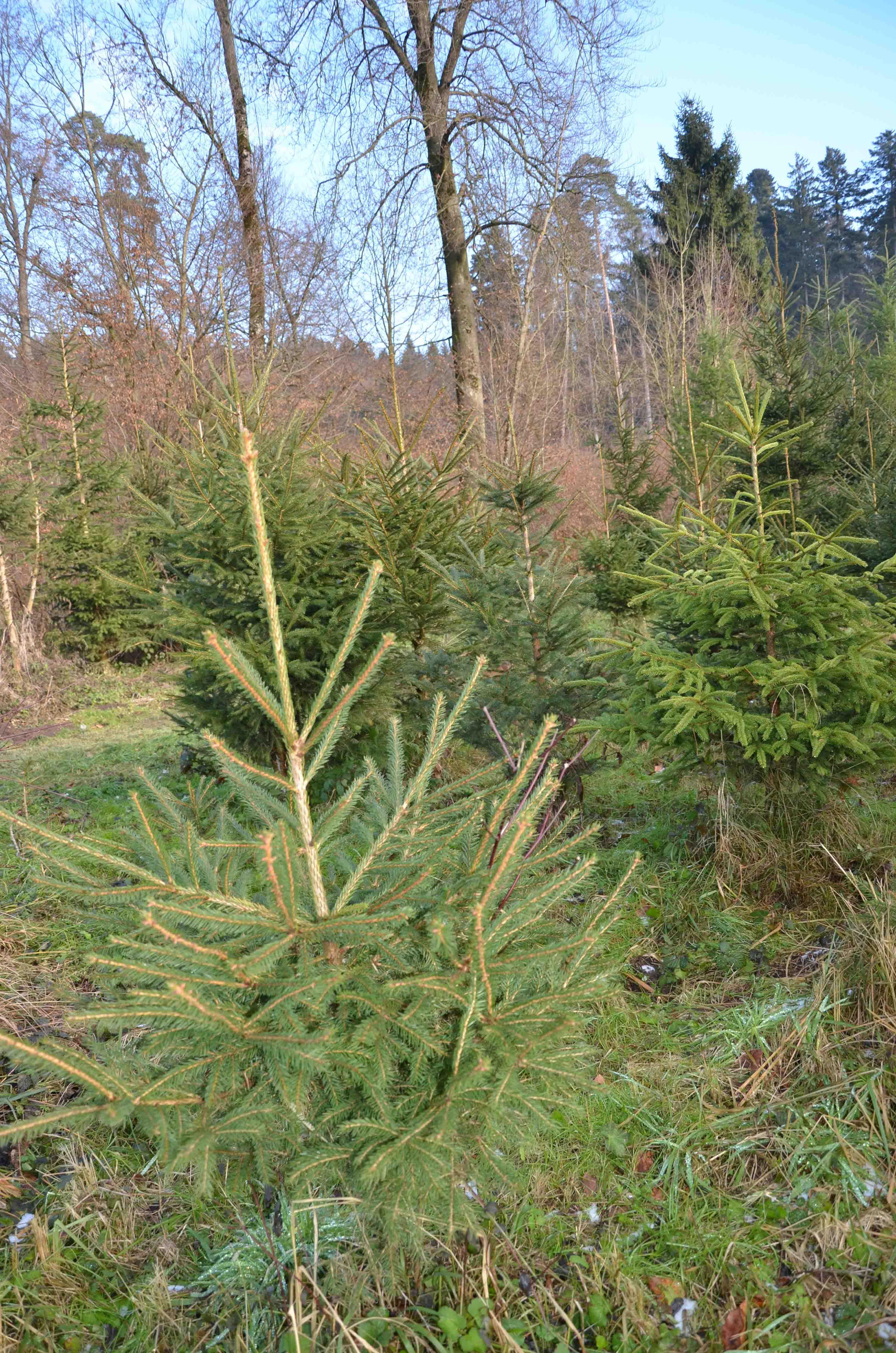 O Tannenbaum – wie begehrt du bist - Das Bild wird blockiert. – Möglicherweise durch einen aktiven Adblocker.