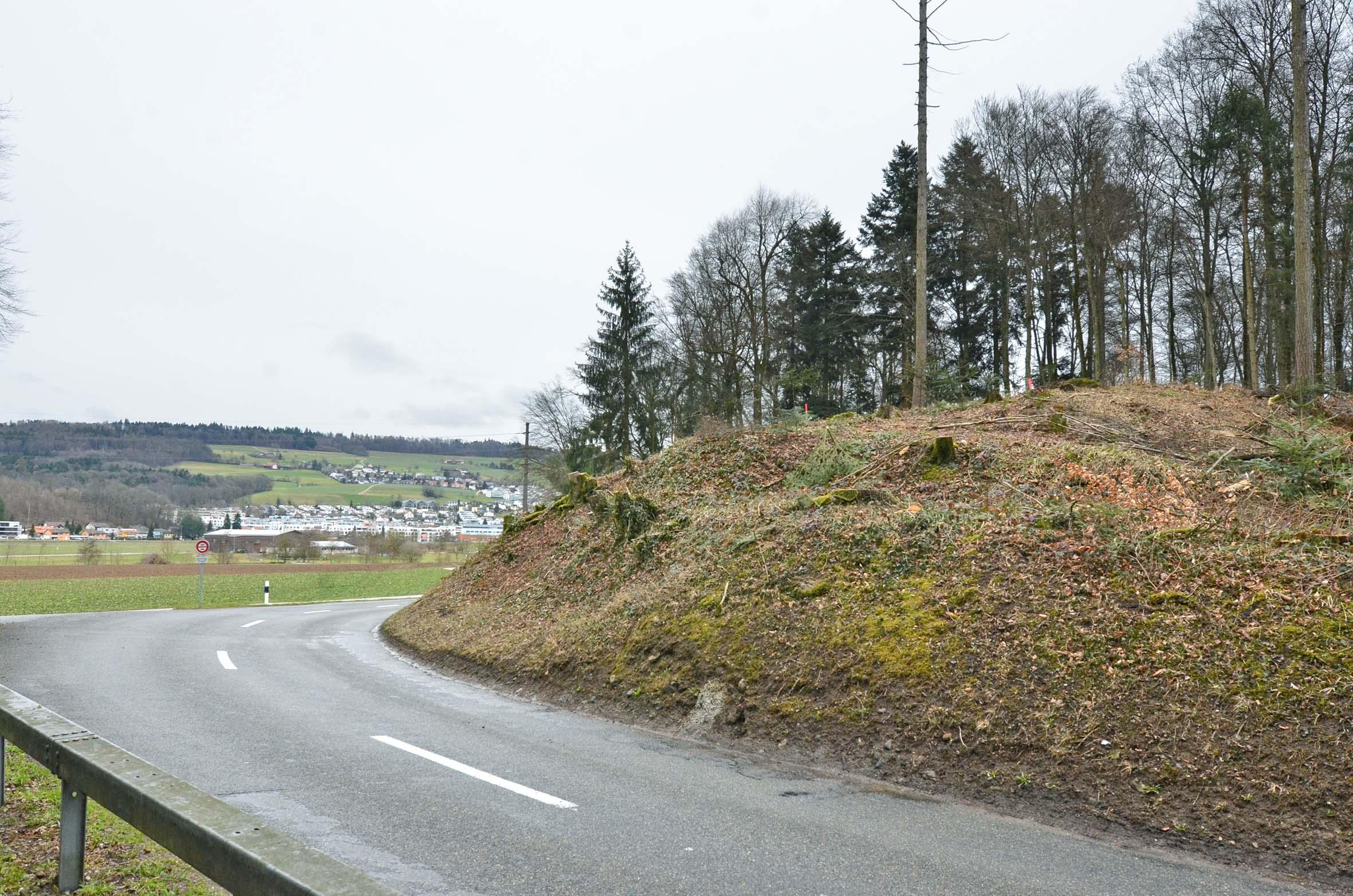 Hier werden 400 Eichen gepflanzt