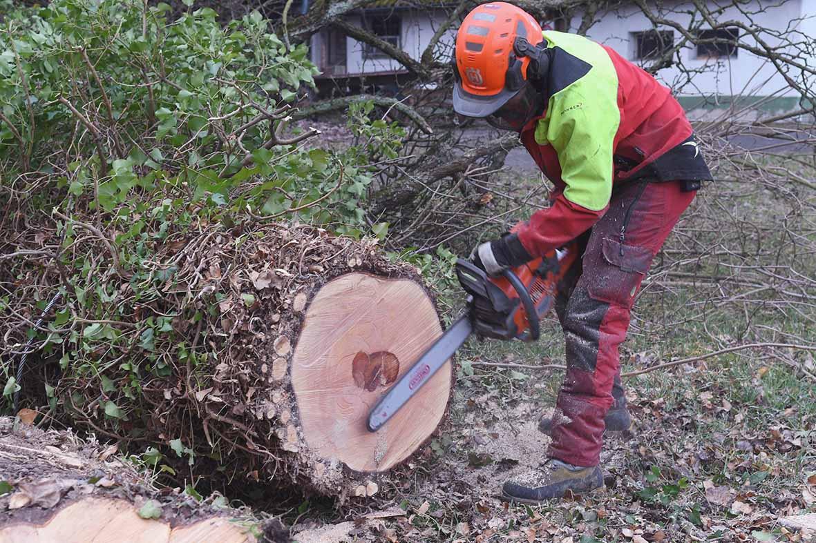 Liegen unter dem Baum Geldstücke?