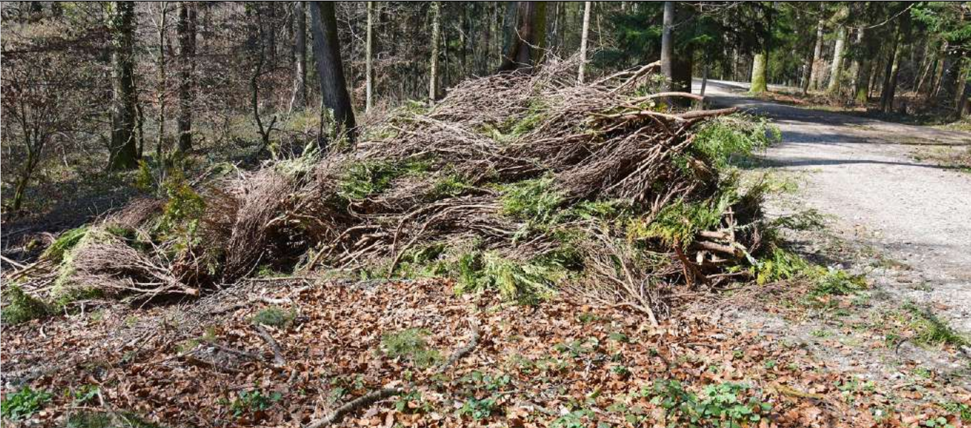 Thuja ist hier fehl am Platz