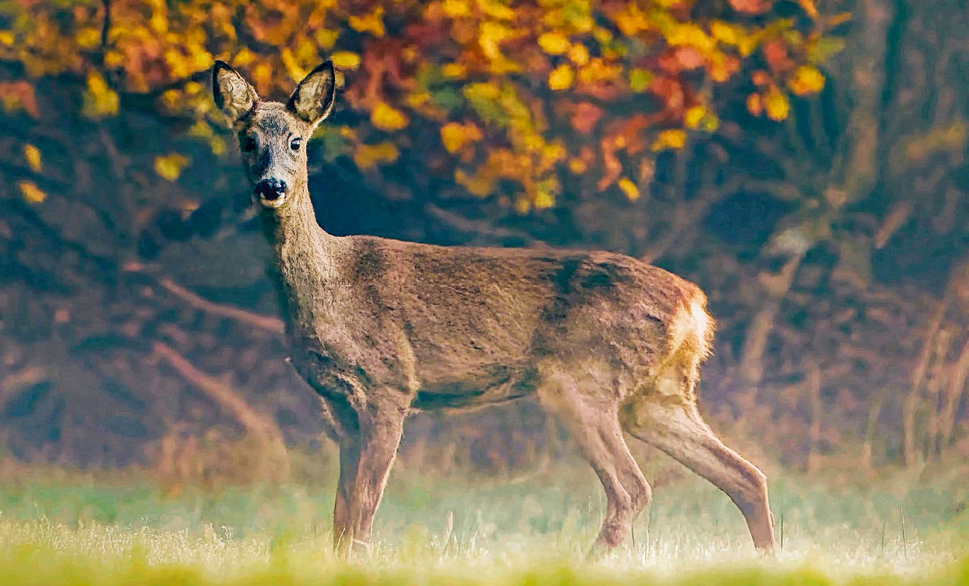 Gefährliche Jahreszeit für Wildtiere