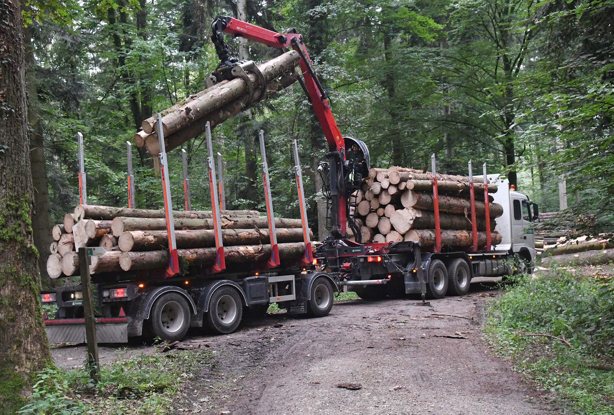 Borkenkäfer wütet in den Wäldern der Region