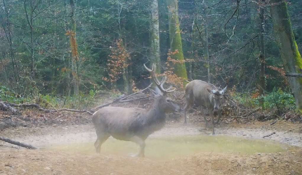 Hirsche zurück – Wald gerät unter Druck