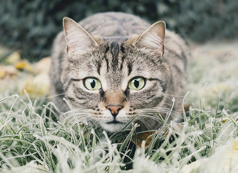 Kater stirbt an Schrotkugeln