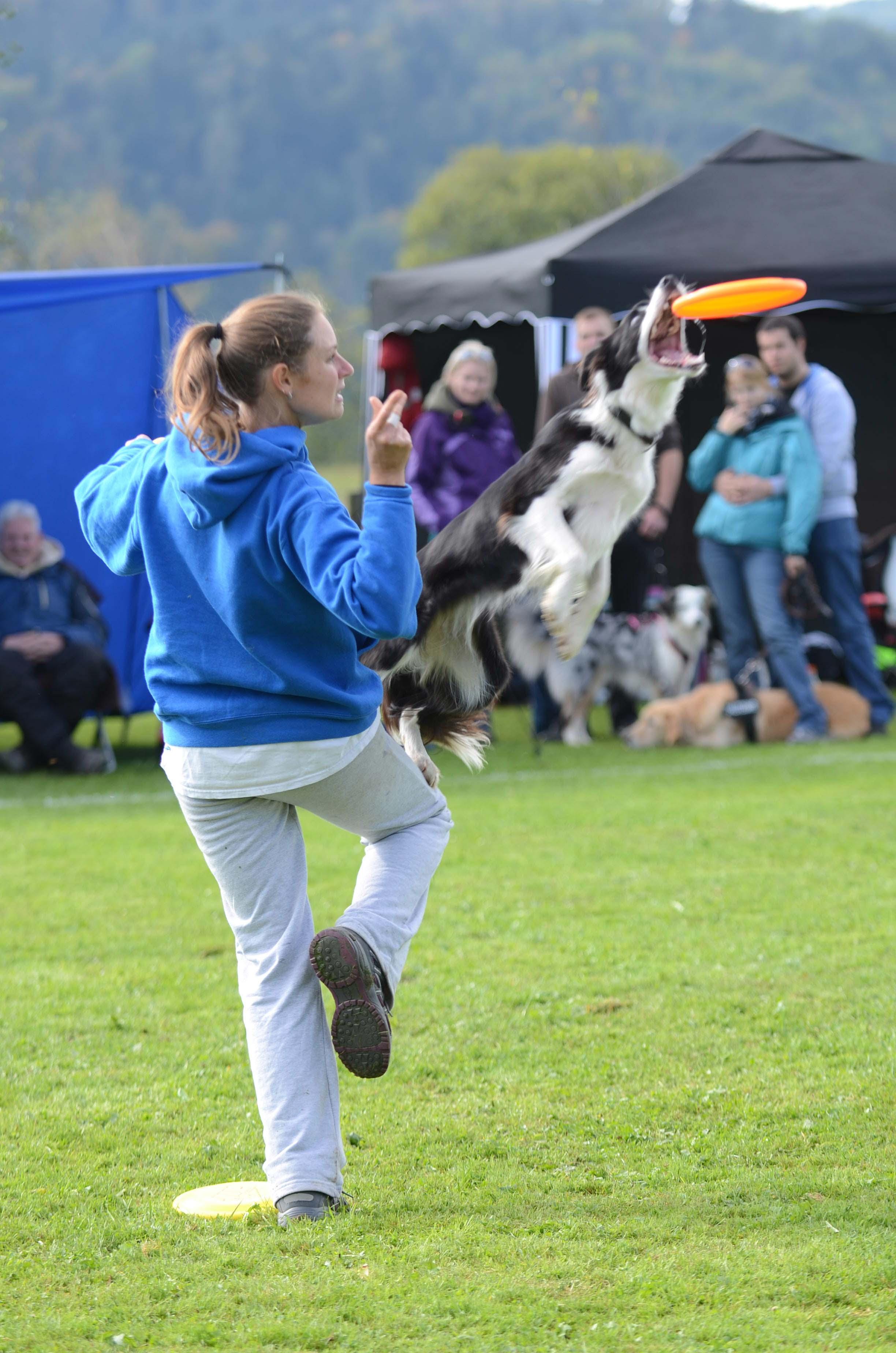 Mellingen: Hund jagt Frisbee