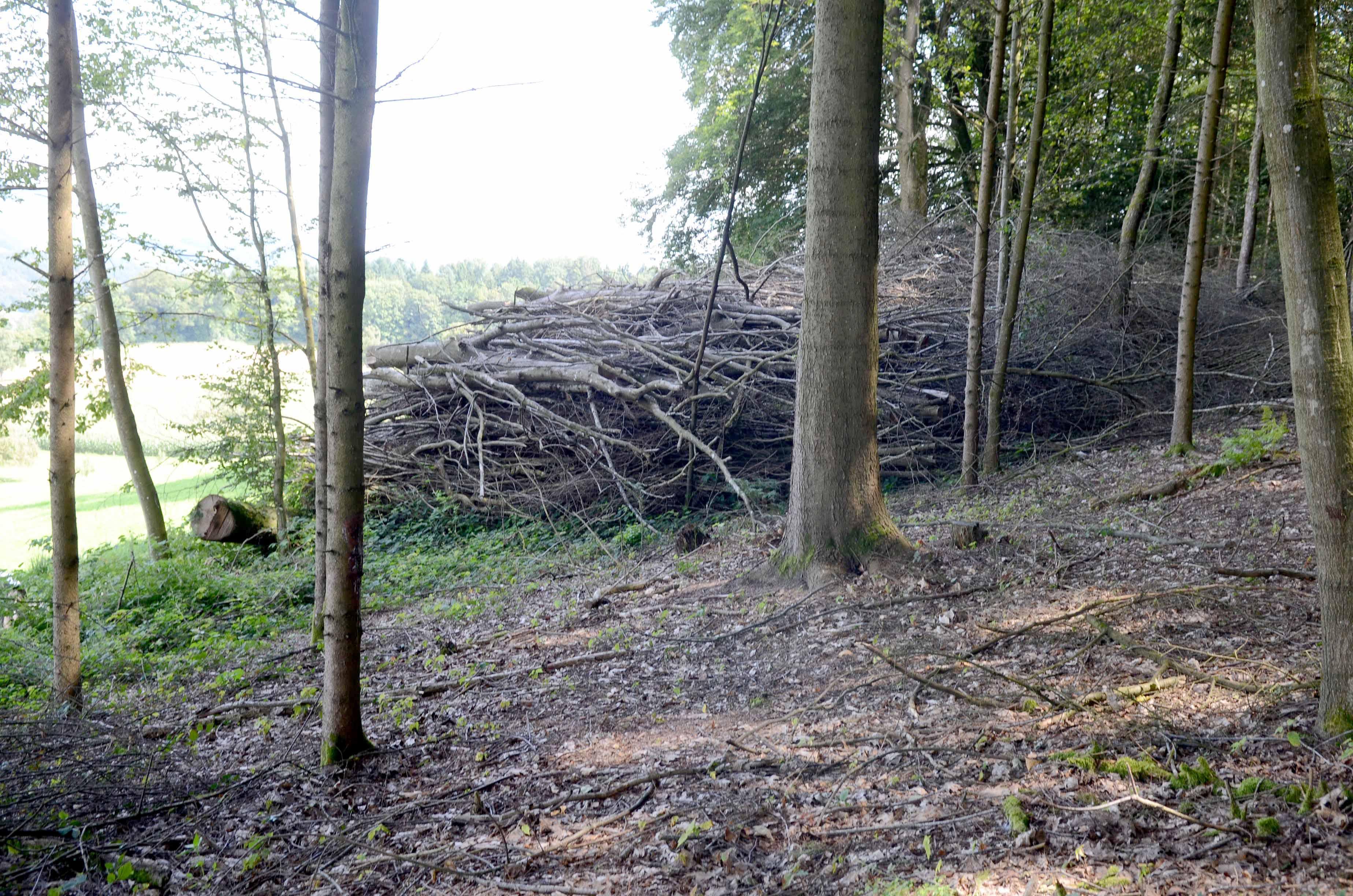 Tägerig: Grossflächige Rodung