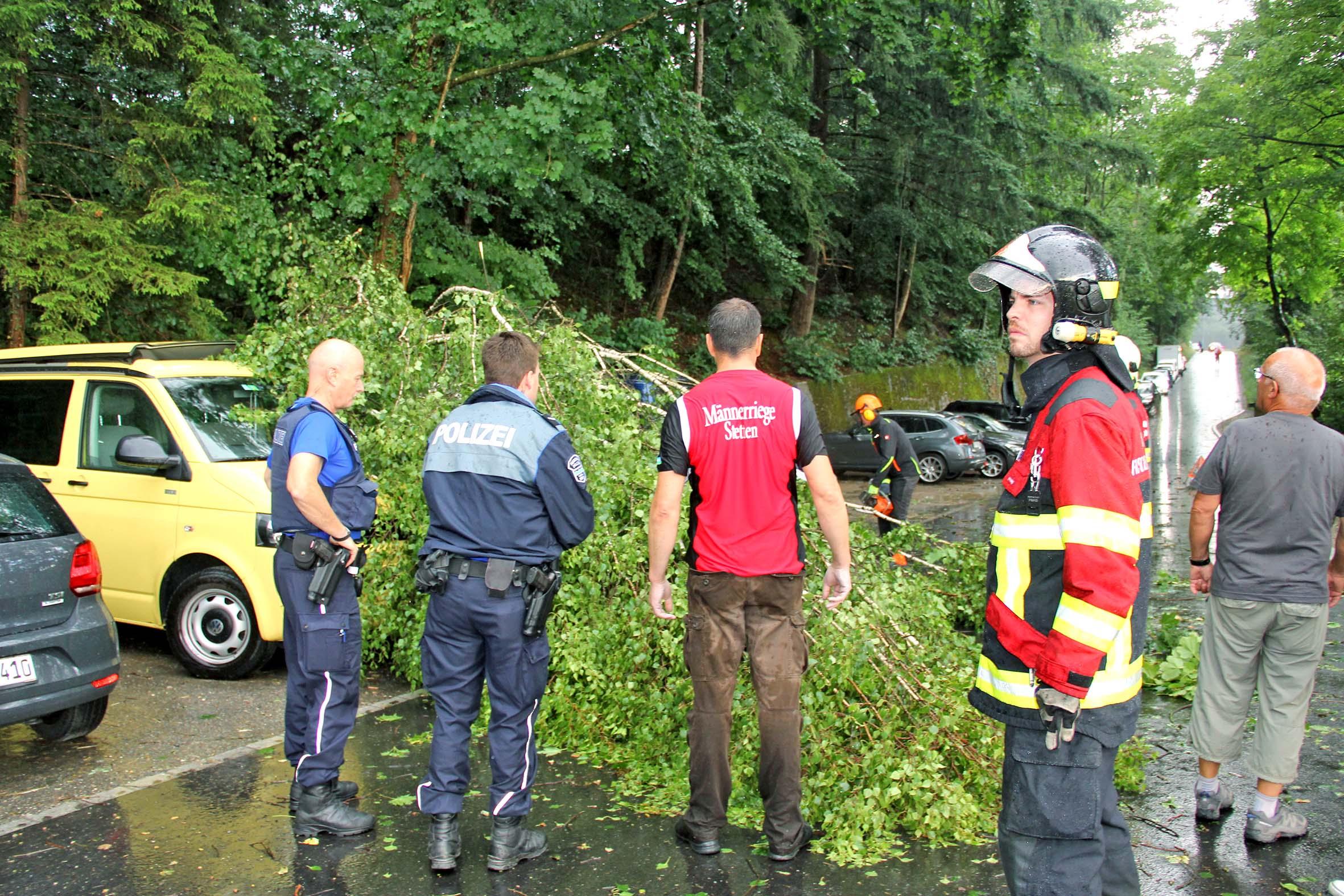 Entwurzelter Baum fällt auf drei Autos