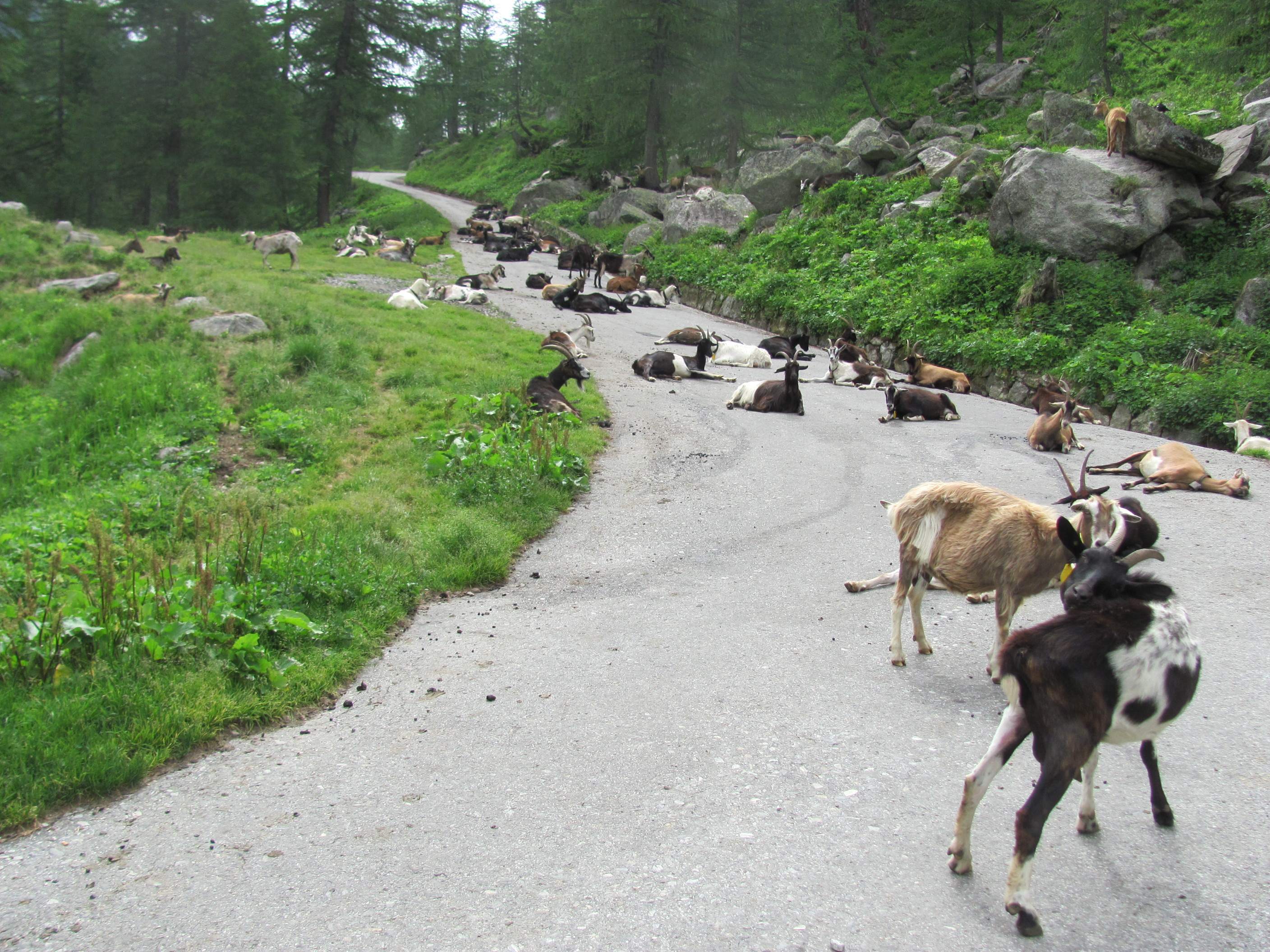 Leserbilder Sommer 2013